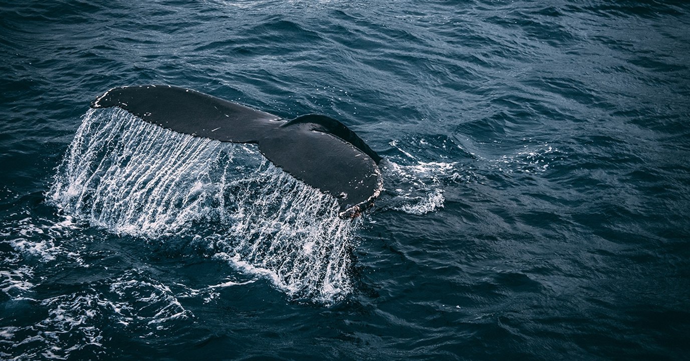 Tierschützer entsetzt: Japan nimmt den kommerziellen Walfang wieder auf