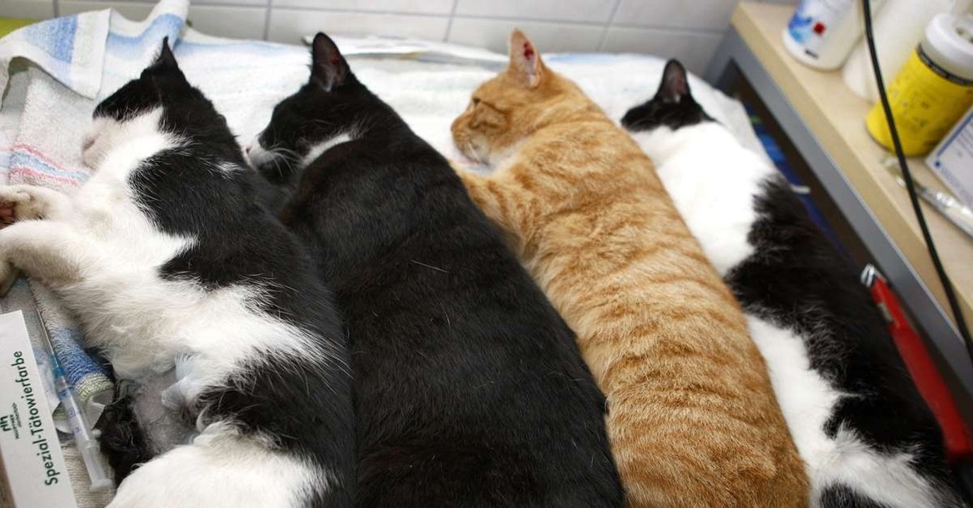 Geldbuße: Wer seine Katze nicht kastriert, muss das bald teuer bezahlen