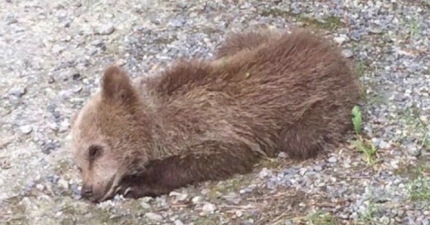Ausgewildertes Bärenbaby: Die Wildnis war zu viel für Mellous
