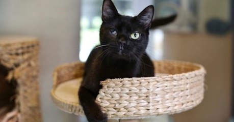 Trächtige Katze in Berlin überfahren: Bellas Geschichte ist ein Wunder