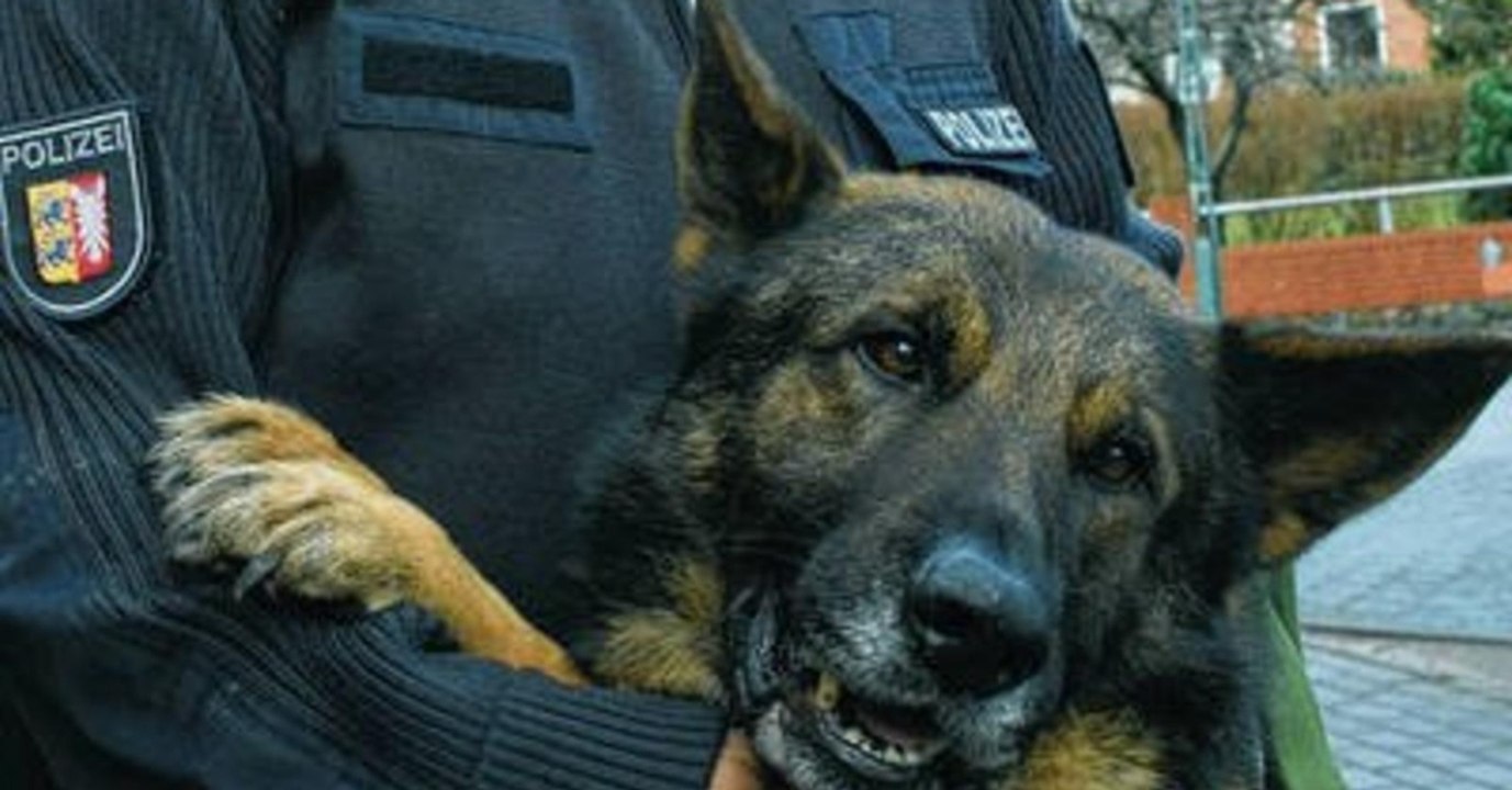 Zu lieb für die Polizei: Polizeihunde werden gnadenlos ausgemustert