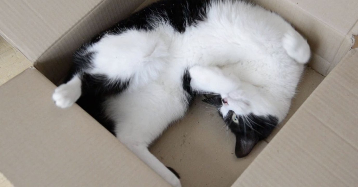 Katze klettert in Paket - dann geht die Post ab