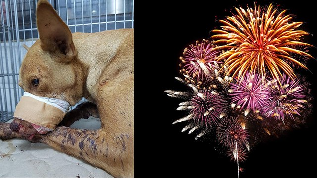 Silvester: Kinder stecken dem Hund einen Böller in den Mund
