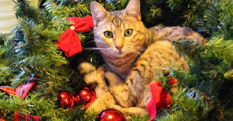 Video herunterladen: Alle Jahre wieder...zerstört meine Katze den Weihnachtsbaum. Experten verraten, warum