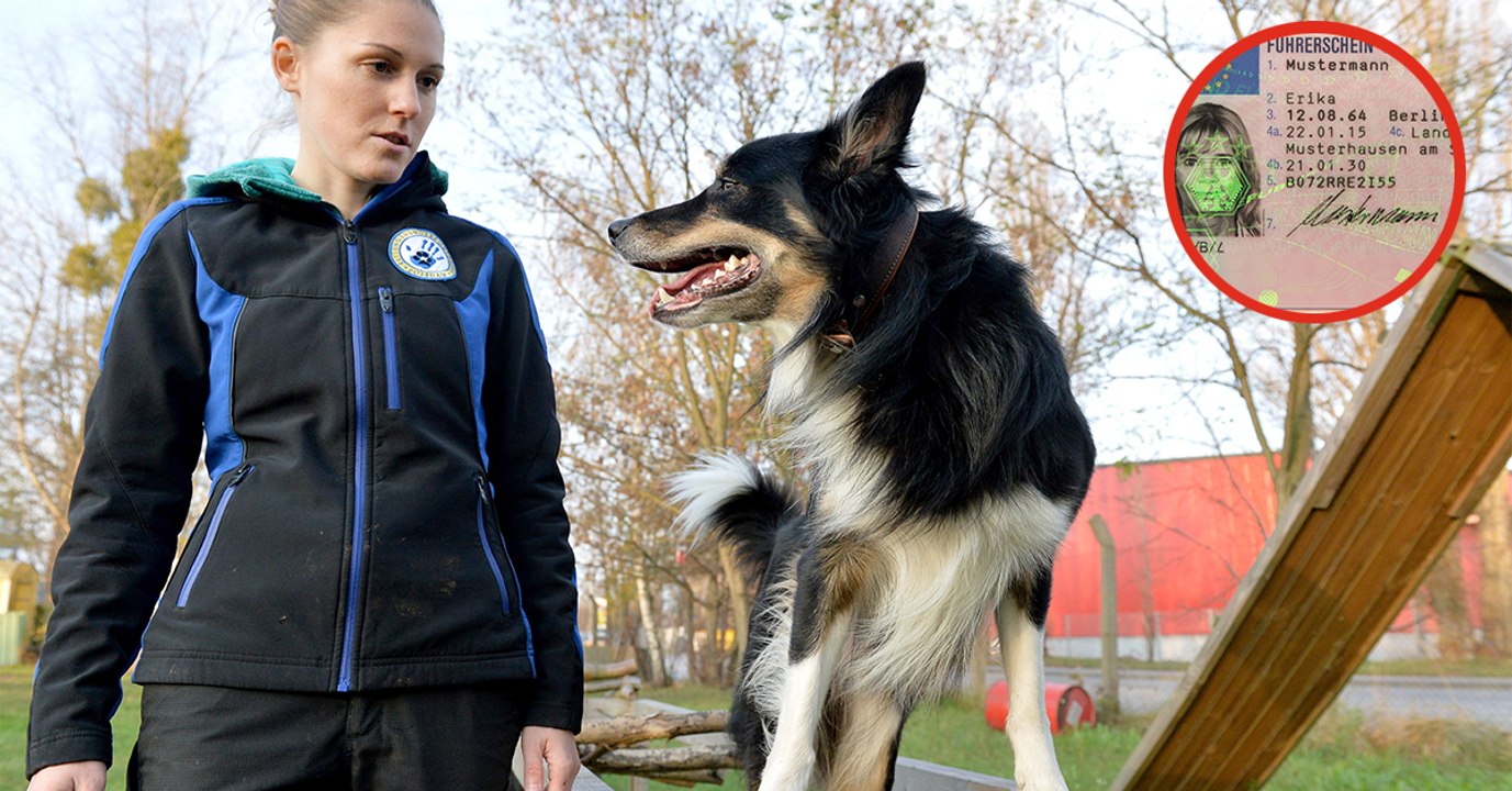 Hundebesitzer aufgepasst: Der Hundeführerschein ist jetzt Pflicht!