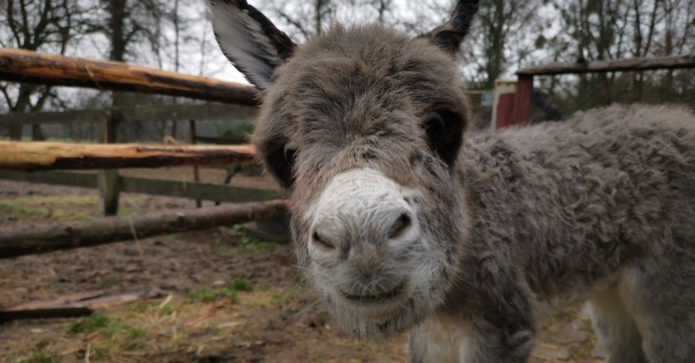 So süß ist der Nachwuchs am Kinderbauernhof Selikum