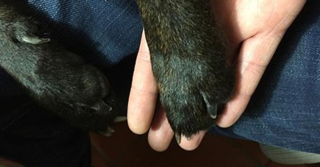 Mutter zwingt 8-Jährigen seinem Hund alleine beim Sterben zuzusehen