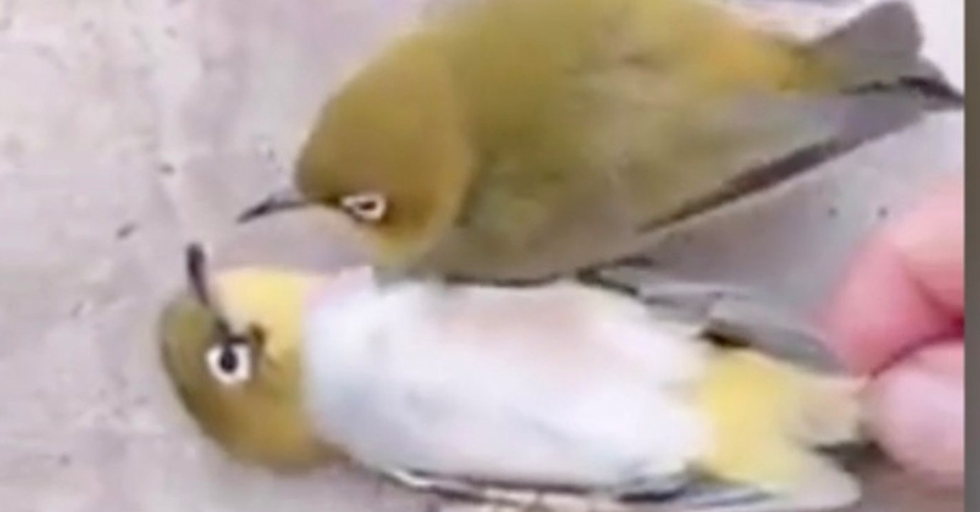 Dramatische Bilder: Als er seinen toten Partner sieht, verlässt ihn der Lebensmut