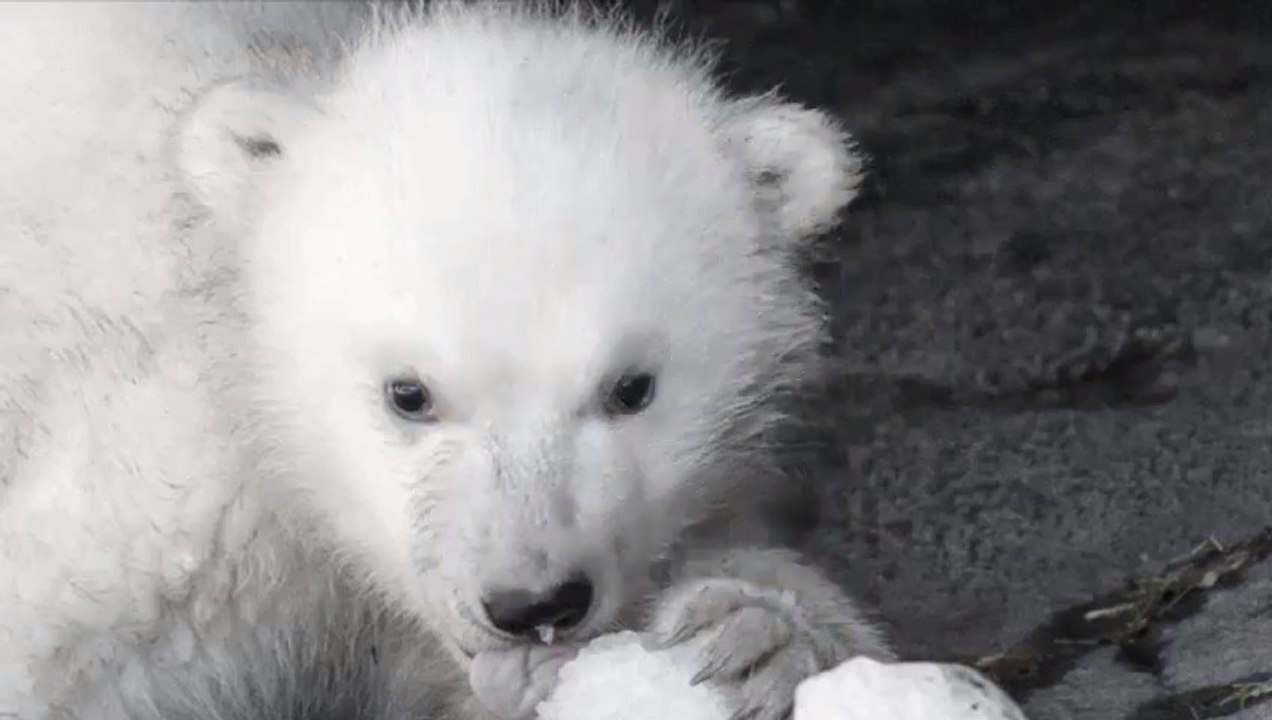 Kopenhagener Zoo: Warum die Geburt eines kleinen Eisbären keine gute Nachricht ist