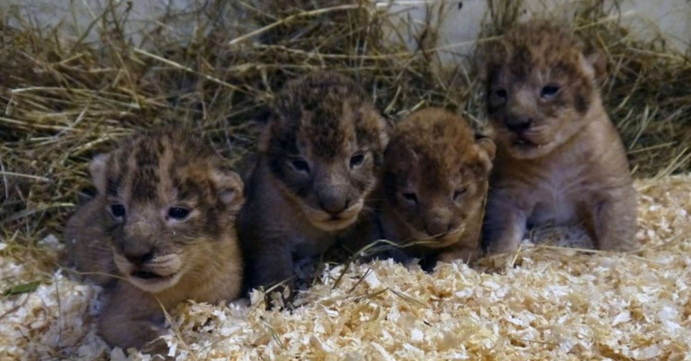 Löwenbabys sind 'Überschusstiere': Zoo schockt mit grausamen Machenschaften