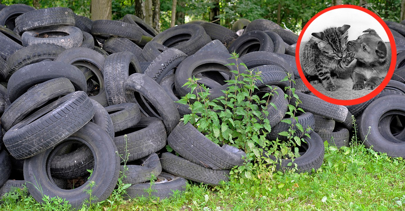 Geniale Idee: Mit recycelten Reifen hilft Amarildo Tieren und der Umwelt
