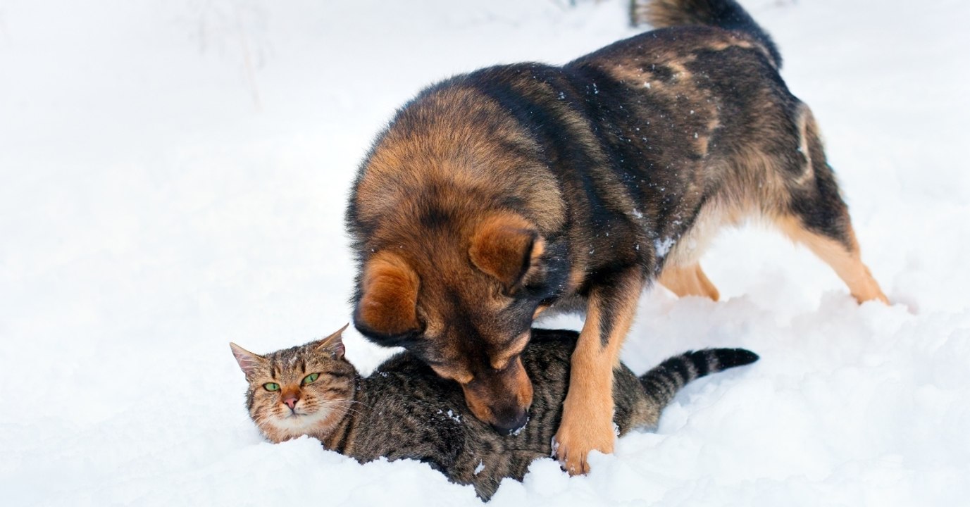 Als er die bewegungslose Katze im Schnee sieht, tut er alles, um sie zu retten