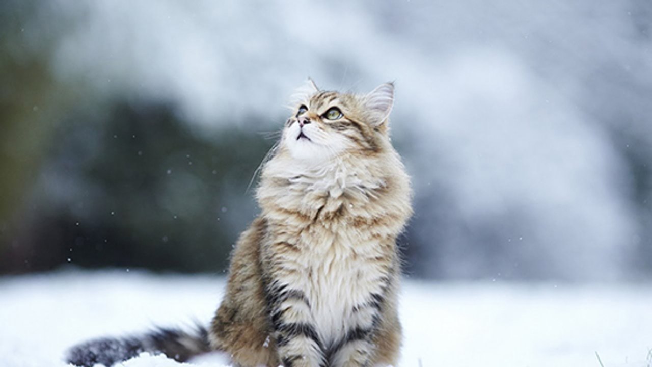 Top 10 der süßesten Katzen im Schnee (Video)