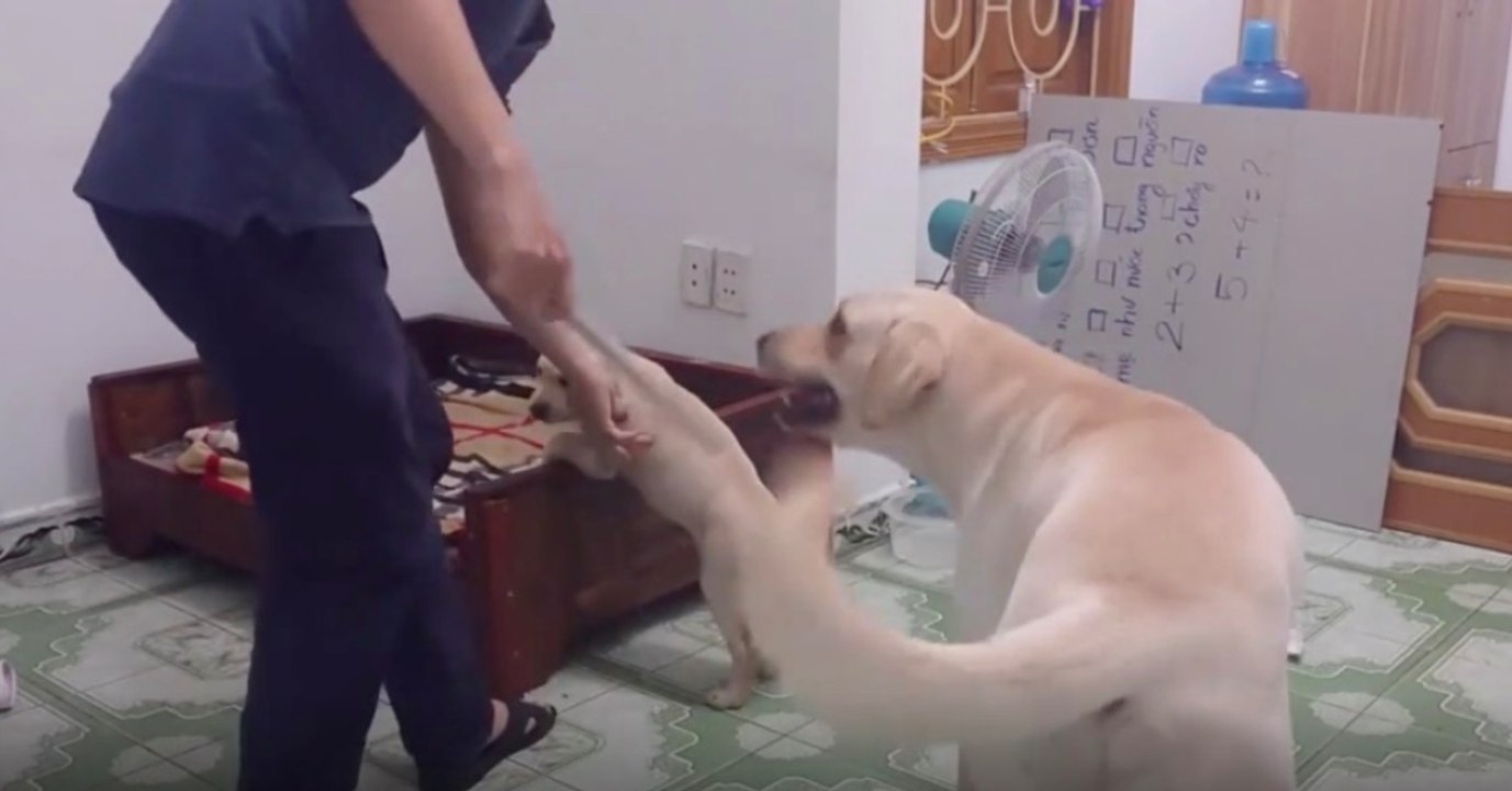 Sein Welpe wird geschlagen - das kann dieser Hundevater nicht mitansehen