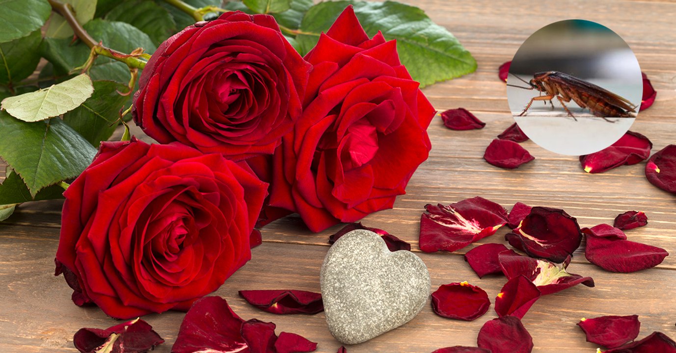 Das beste Valentinstag-Geschenk kostet nur zwei Euro und rächt dich an deinem Ex!