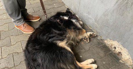 Kein Geld für Behandlung: Deutscher Rentner muss hilflos zusehen, wie sein Hund zusammenbricht