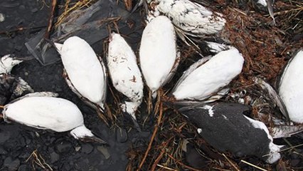 20.000 Vogel-Leichen: Warum mussten die Trottellummen sterben?