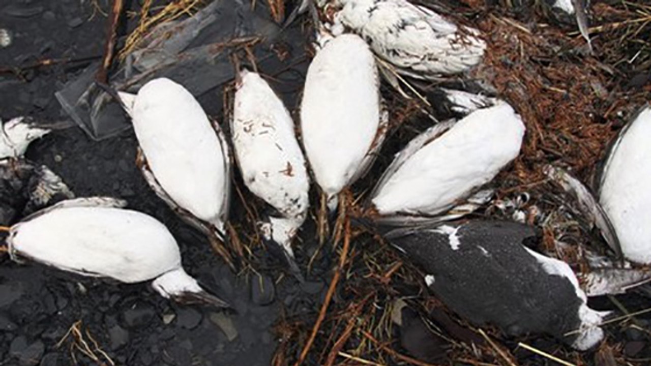 20.000 Vogel-Leichen: Warum mussten die Trottellummen sterben?