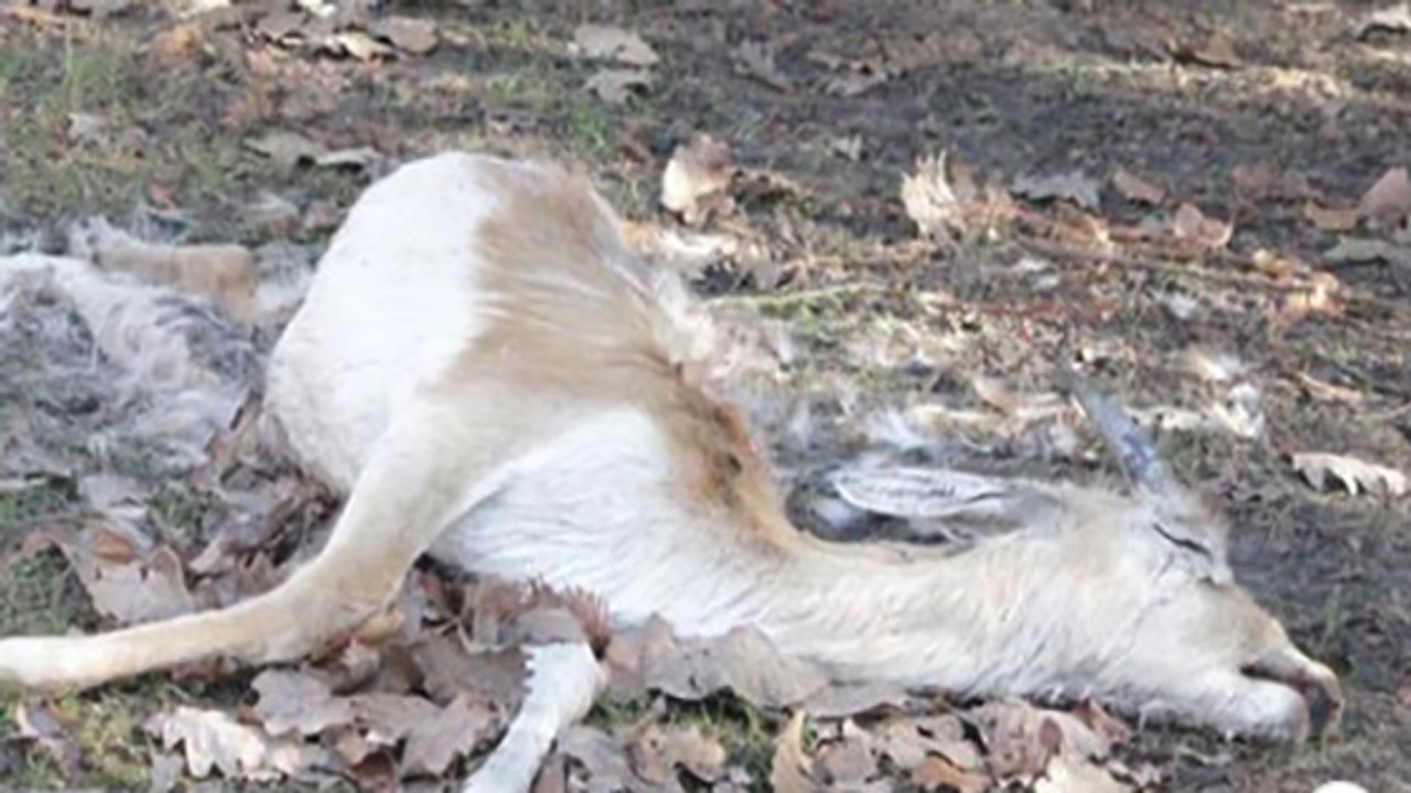 Jugendliche dringen in verlassenen tierpark ein: was sie dort finden, empört alle!