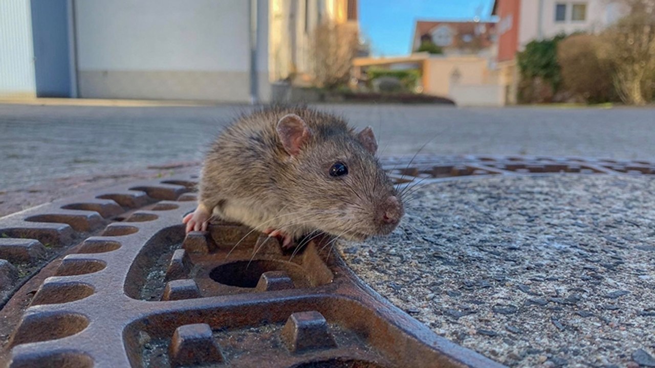 Ratte in gullideckel löst feuerwehreinsatz aus