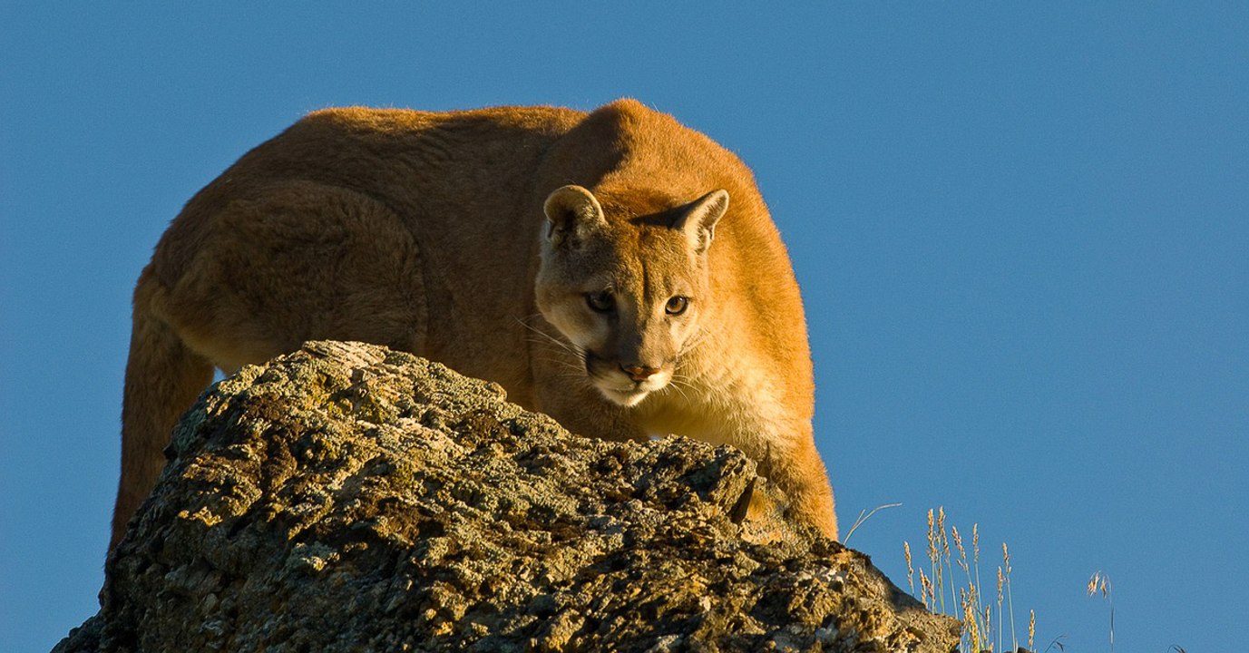Wieder eine Art weniger: Die traurige Geschichte des Pumas