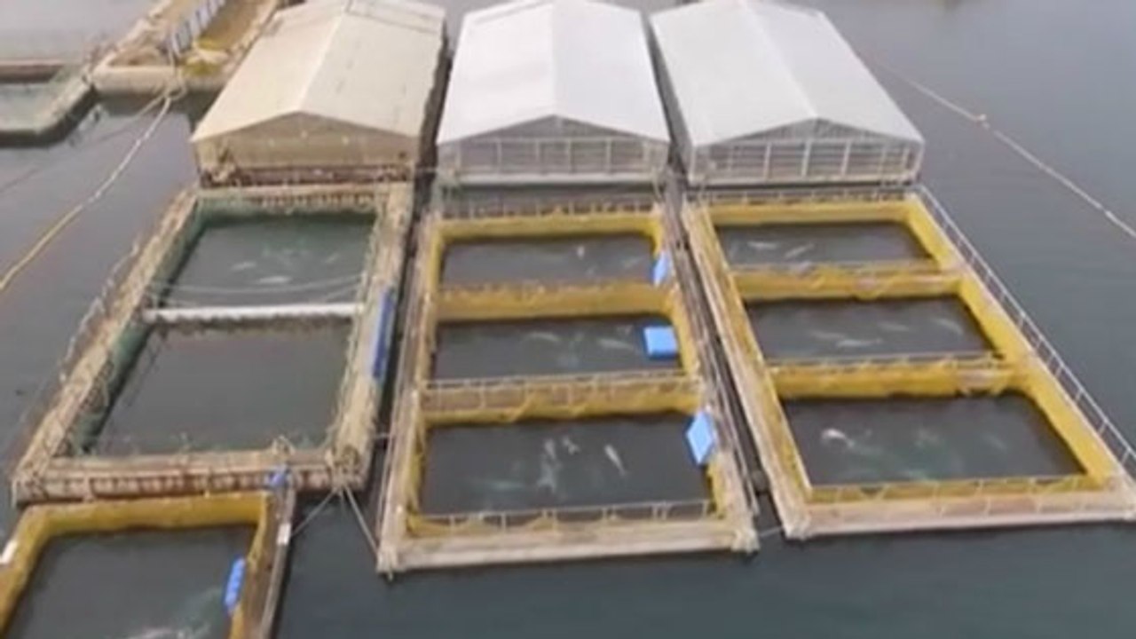 Meeressäuger in Russland illegal gefangen. Doch die Behörden sind machtlos