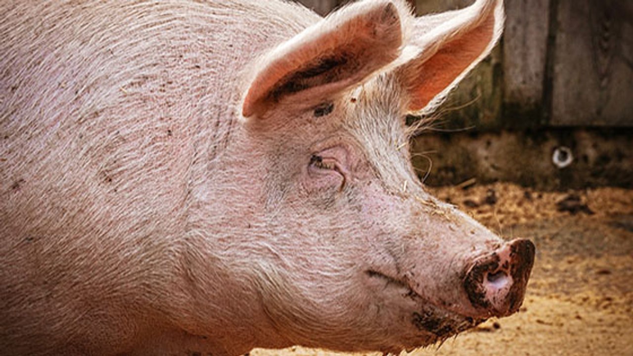 Dieses Schwein wird vor dem Schlachter gerettet. Doch was dann kommt, ist noch viel schlimmer