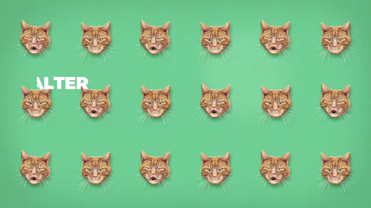 Tierärzte plaudern aus: Diese 6 Fehler sollten alle Katzenhalter vermeiden