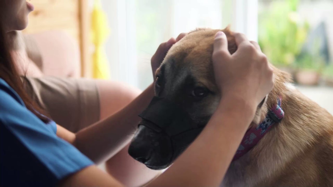 So gewöhnst du deinen Hund an den Maulkorb