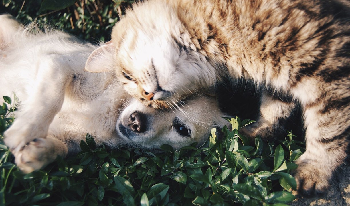 Dieses Gesetz erkennt als erstes Tiere als "empfindungsfähige Lebewesen" an