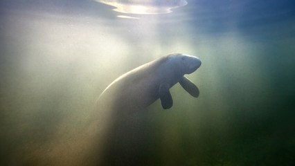 Berühmtes Seekuh-Baby ist tot, dabei wäre ihr Tod vermeidbar gewesen