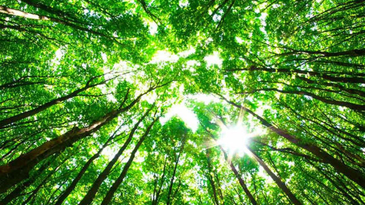 Welcher Baum passt im Zusammenhang mit deinem Sternzeichen am besten zu deiner Persönlichkeit?