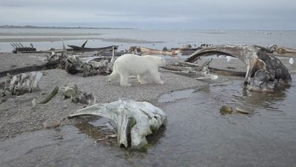 Are we in the midst of another mass extinction event?