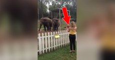 Sie spielt den Elefanten auf ihrer Geige etwas vor. Doch achtet auf die Reaktion der Dickhäuter!