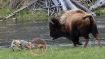 Eine Büffelkuh verteidigt ihr Kalb gegen einen hungrigen Kojoten