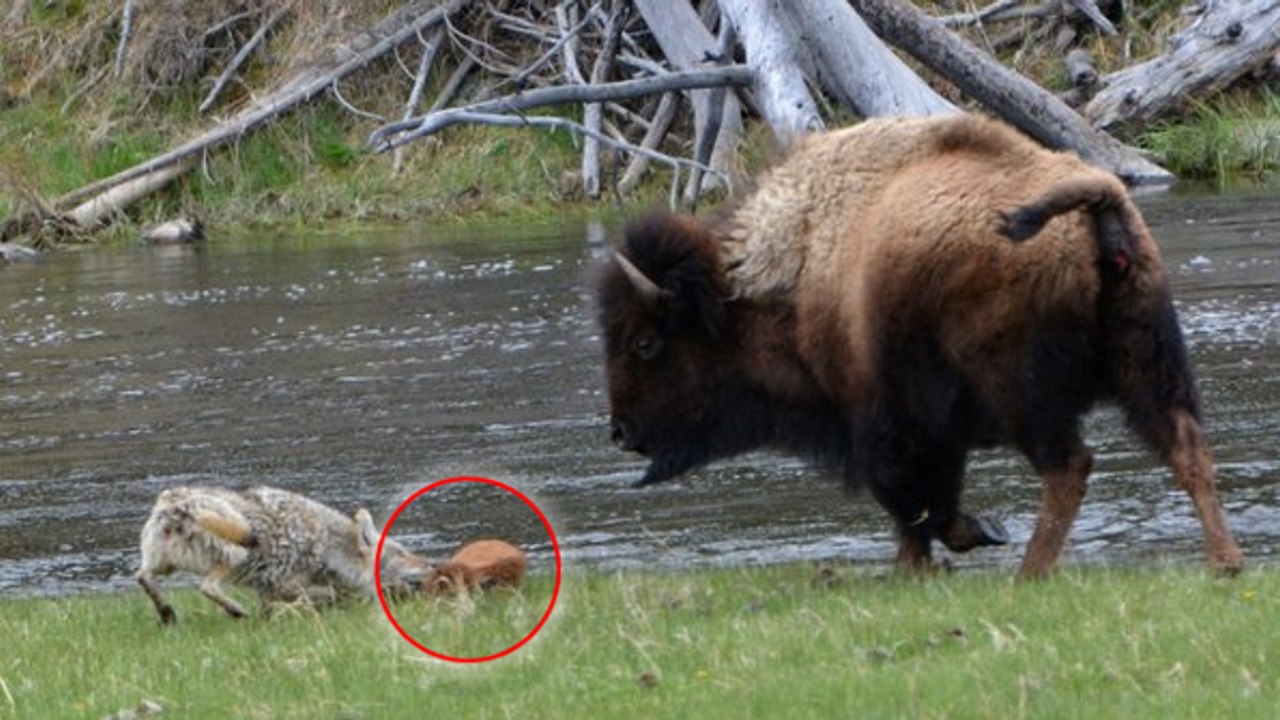 Eine Büffelkuh verteidigt ihr Kalb gegen einen hungrigen Kojoten