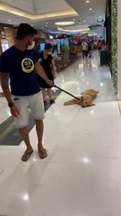 Happy Golden is Dragged along Shopping Mall