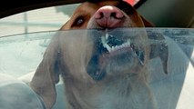 Das Spiegelei-Experiment zeigt es: Lass Deinen Hund nie in der Sonne im Auto zurück!