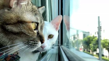 Welche Katzenrasse passt am besten zu dir?