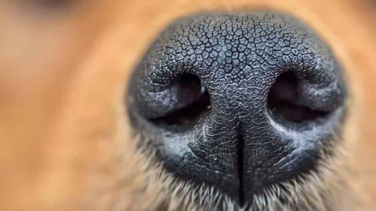 Coronavirus: Forscher hoffen, dass Hunde die Krankheit aufspüren können