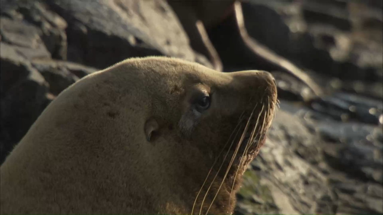 Ein Robbenbaby liegt hilflos am Strand: Unfassbar, was dieser Mann dann tut