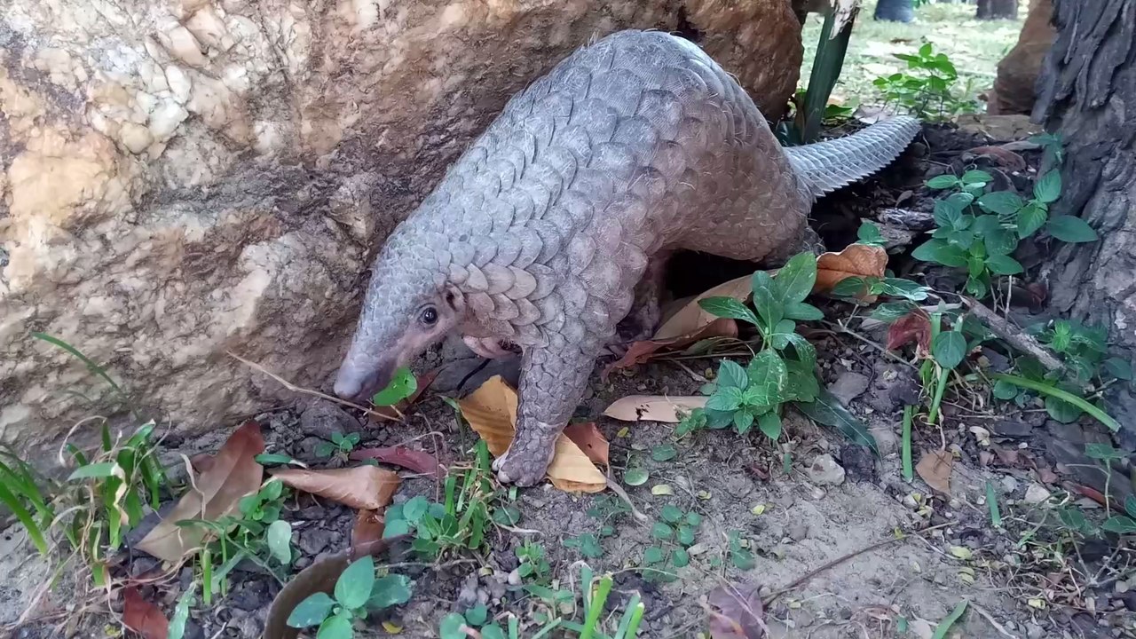 Schuppentiere: Sind die seltenen Tiere wirklich die Überträger des Coronavirus?