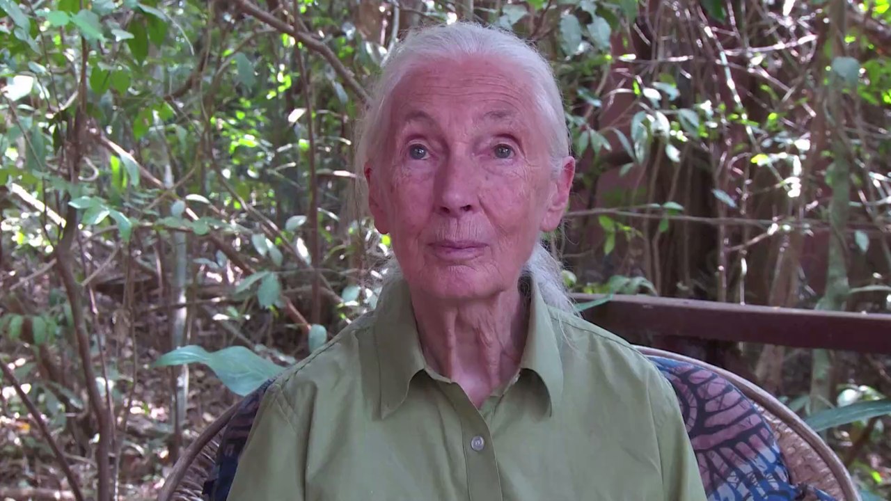 Jane Goodall zu Covid-19: Menschheit bald am Ende, wenn wir uns nicht der Natur anpassen