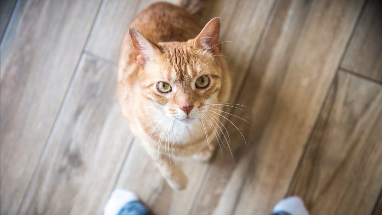 Tierpsychologie: Kopiert eine Katze die Persönlichkeit ihres Besitzers?