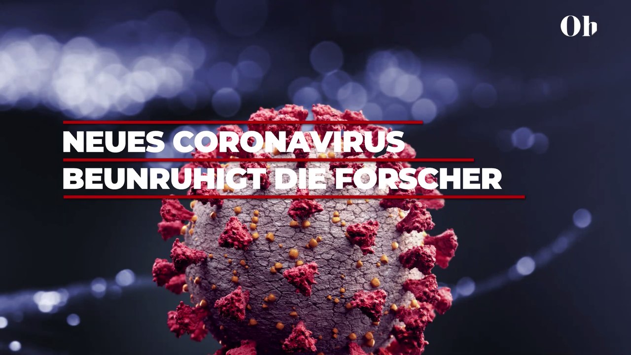 Noch gefährlicher als Corona? Neues SADS-CoV beim Schwein beunruhigt Virologen