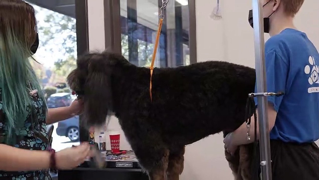 Pet Grooming in El Dorado Hills, CA Insight Veterinary Wellness