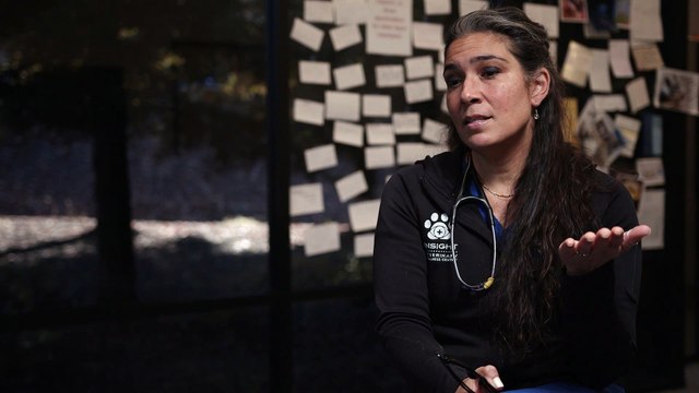 Pet Skin & Ears Care in El Dorado Hills, CA | Insight Veterinary Wellness Center