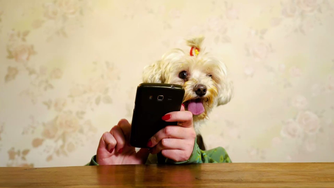 Ausgangsbeschränkungen für Tiere: Frau hat originelle Idee, um ihren Hunden soziale Kontakte zu ermöglichen