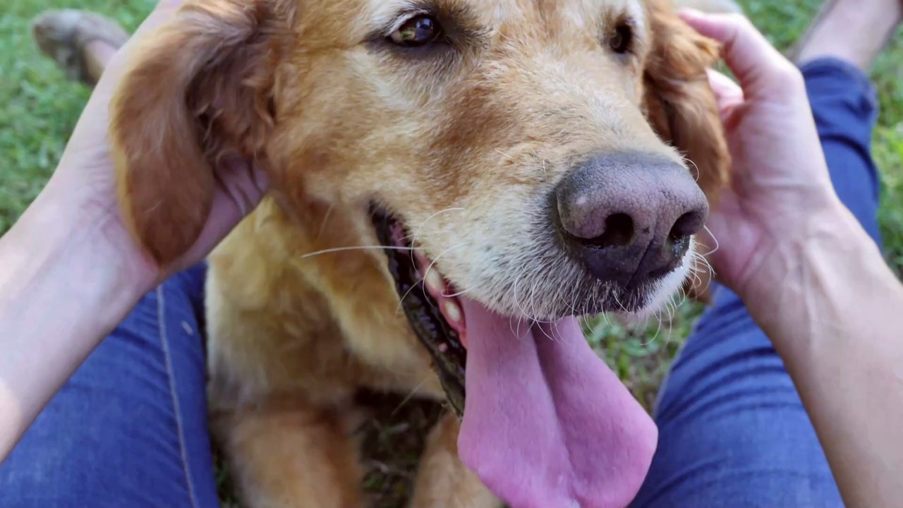 Faszination Hundegehör: Doch das können selbst unsere Vierbeiner nicht hören