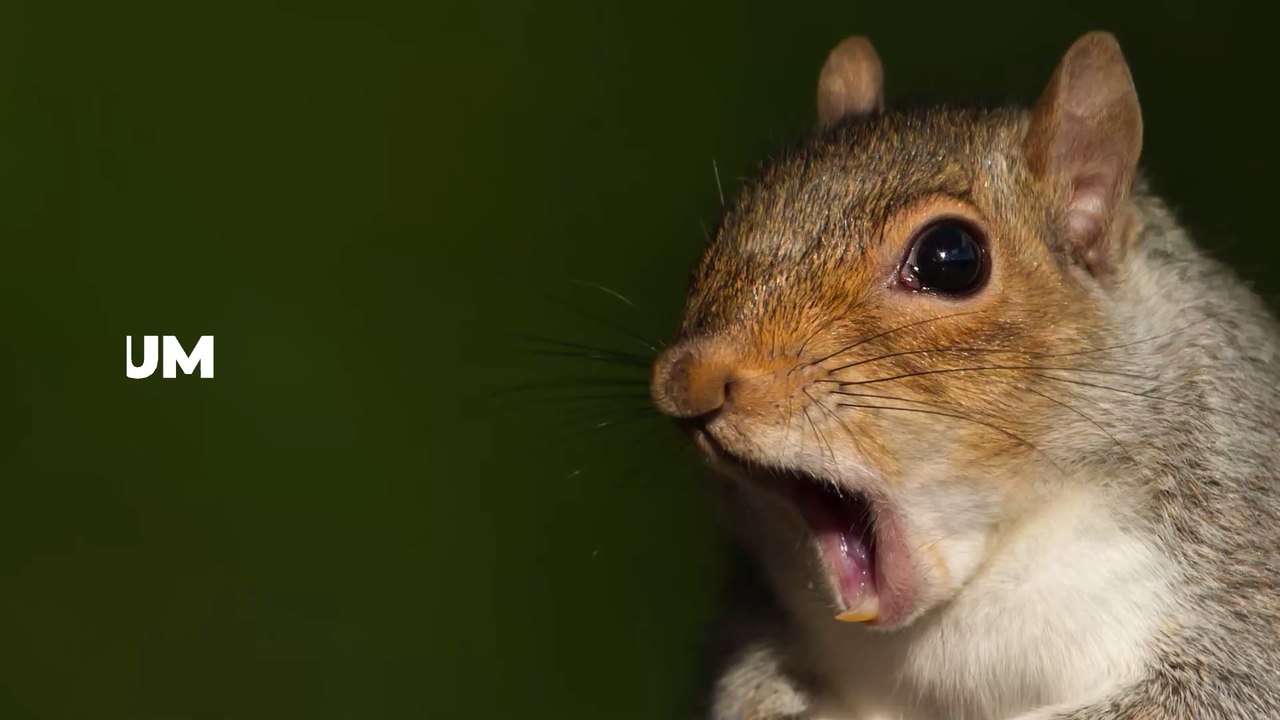 Betrunkenes Eichhörnchen wird zum Internetstar (VIDEO)